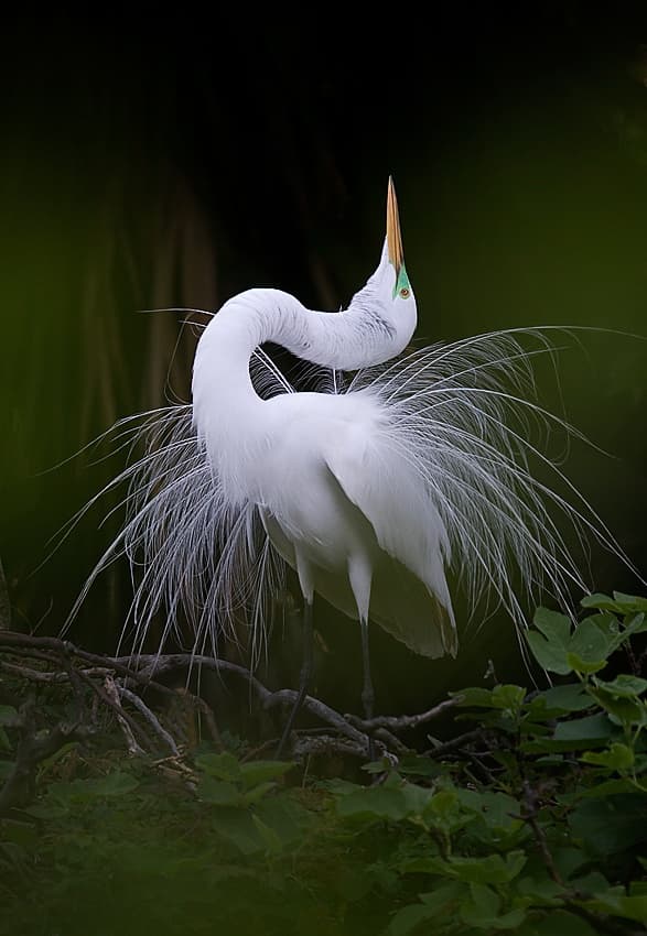 Graceful Egret Display by Fabiola Forns — canvas wall art