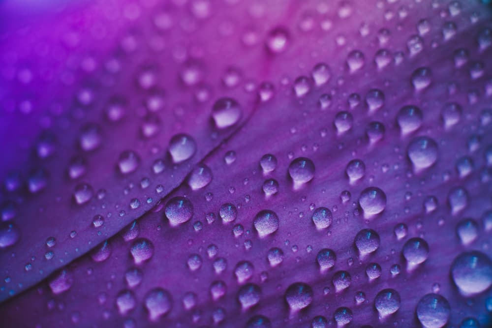 Vibrant Purple Dew Drops by Javier Pardina — canvas wall art