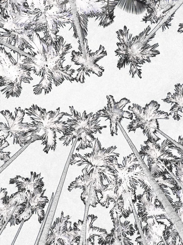 Tropical Palms Skyward Sketch by Santhosh ch — canvas wall art