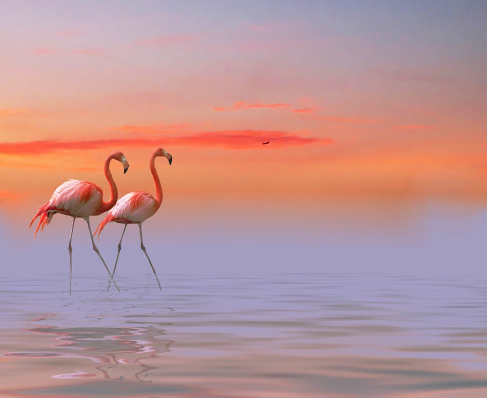 Pink Flamingos Sunset by Anna Cseresnjes — canvas wall art