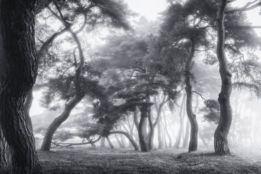 Misty Pine Forest by Tiger Seo — canvas wall art