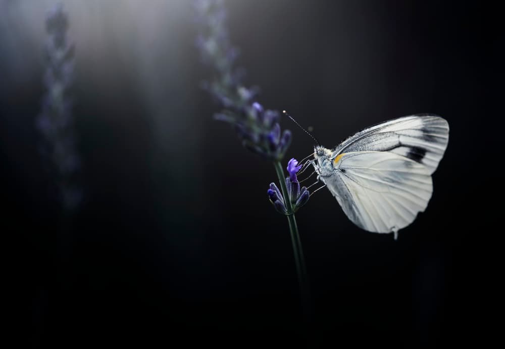 Butterfly on Lavender Bloom by Takashi Suzuki — canvas wall art