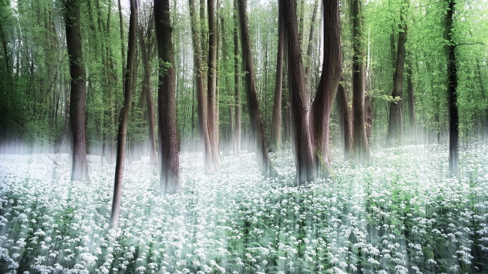 Enchanted Forest Bloom by Burger Jochen — canvas wall art