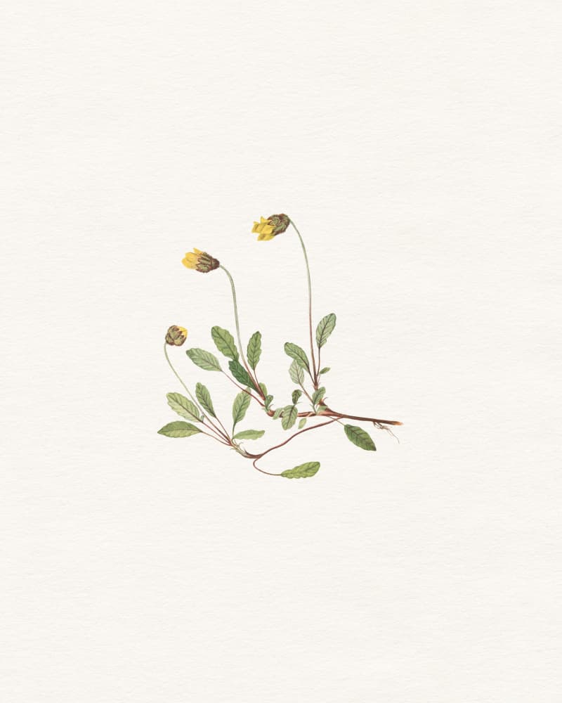 Minimalist Botanical Study by Wild Violets — canvas wall art