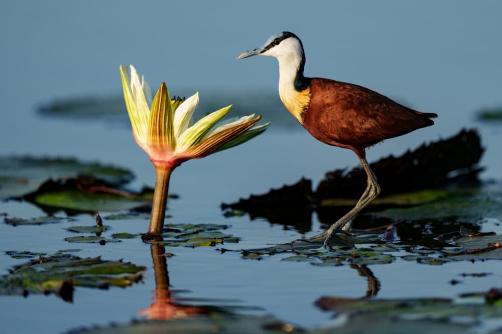Jacana and Water Lily by Etienne Steenkamp — canvas wall art