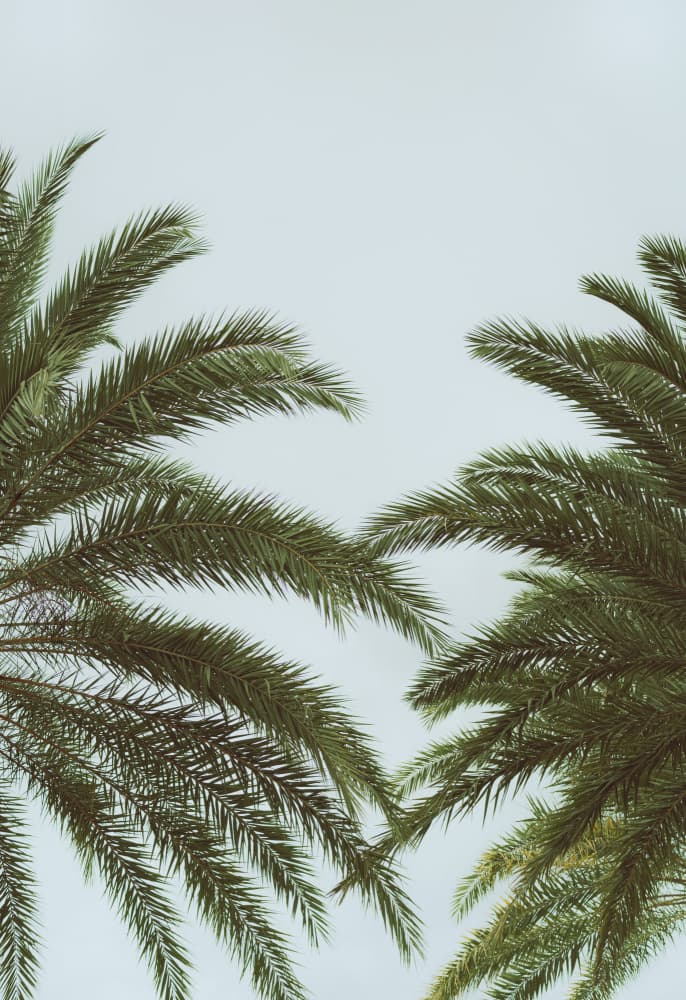 Tropical Palm Fronds by Courtney Crane — canvas wall art