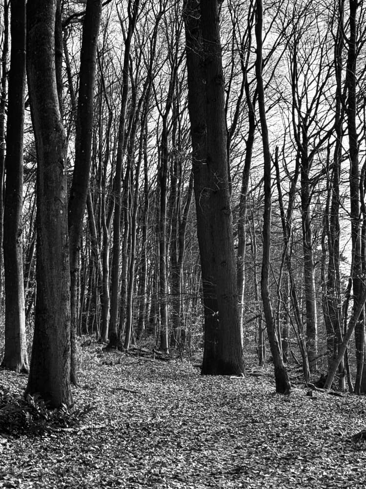 Bare Trees Woodland Path by Soniya Vijayakumar — canvas wall art