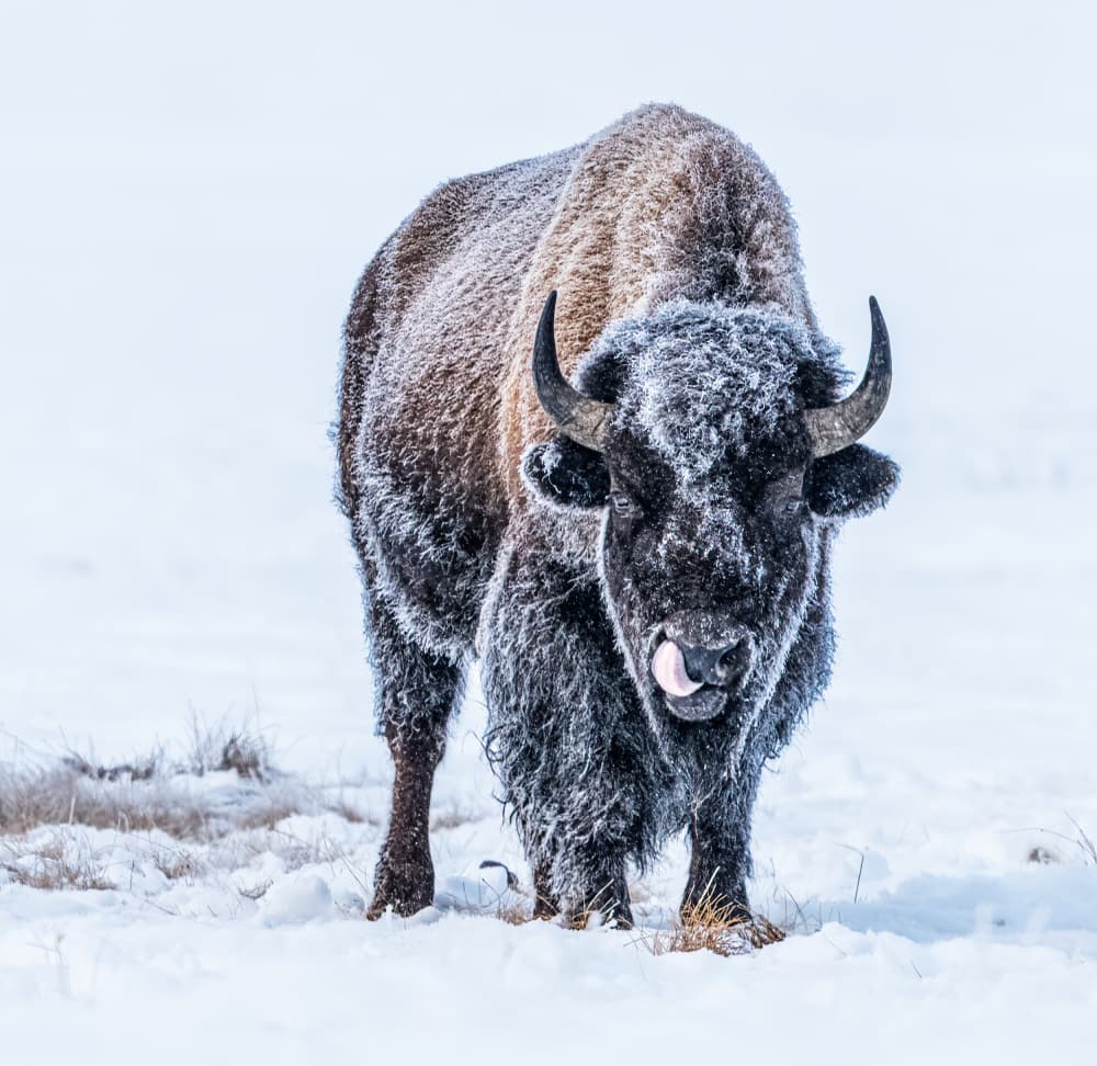 Frosty Winter Bison by Yuan Su — canvas wall art