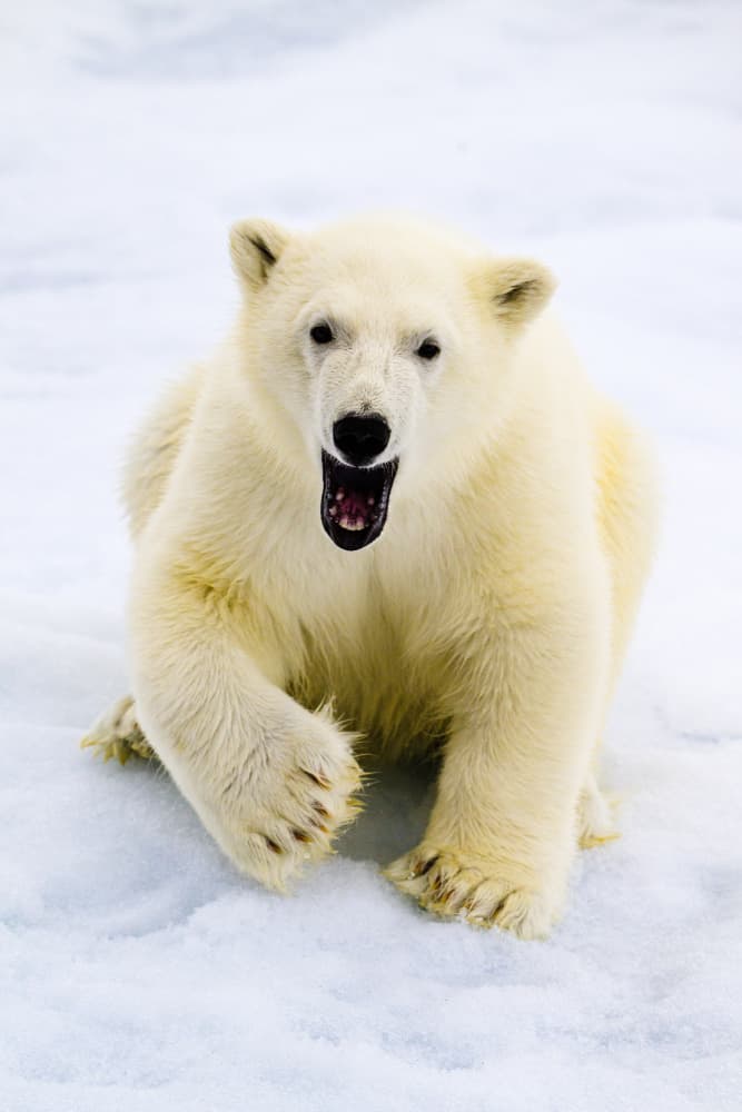 Curious Polar Bear Cub by Som Prasad — canvas wall art