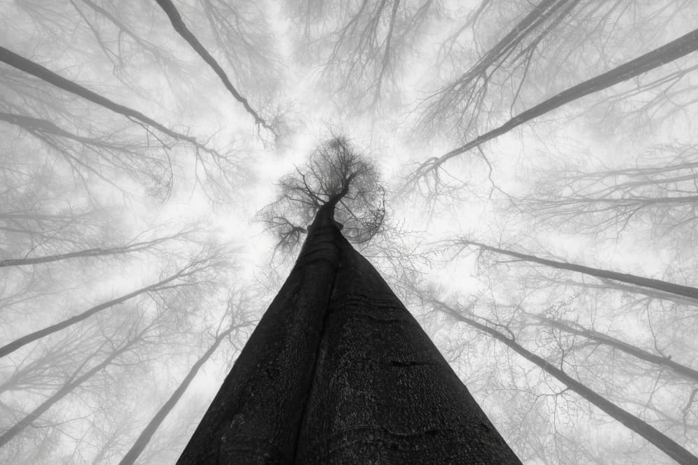 Mysterious Foggy Woods by Tom Pavlasek — canvas wall art