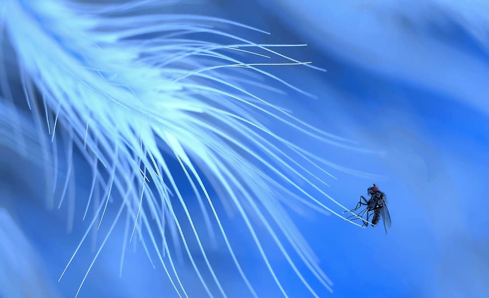 Tiny Fly on Feather by Thierry Dufour — canvas wall art