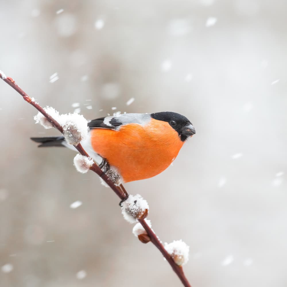 Orange Bullfinch In Snow by Annie Keizer — canvas wall art