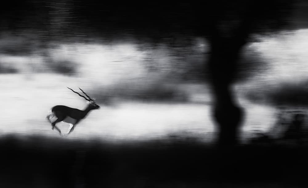 Running Gazelle Blur by swapnil deshpande — canvas wall art