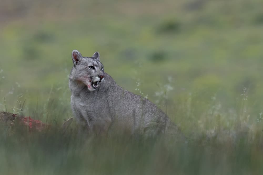 Mountain Lion Watch by Rajat Dhesi — canvas wall art