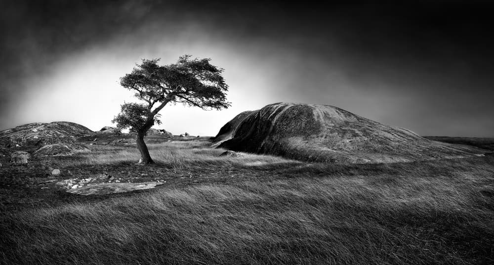 Dramatic Lone Tree by Peter Elgar — canvas wall art