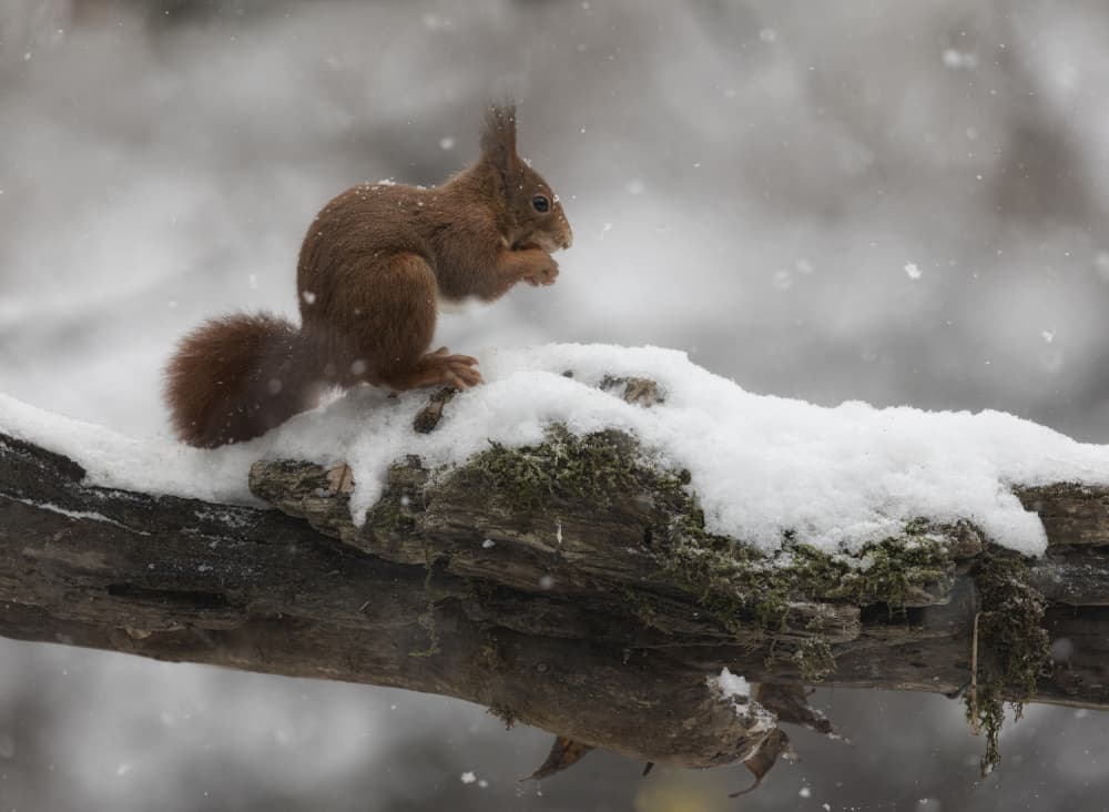Winter Squirrel Feast by Marco Barisone — canvas wall art