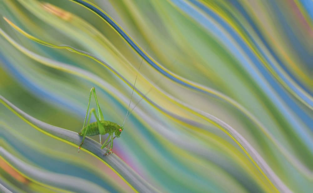 Vibrant Grasshopper Abstract by Thierry Dufour — canvas wall art