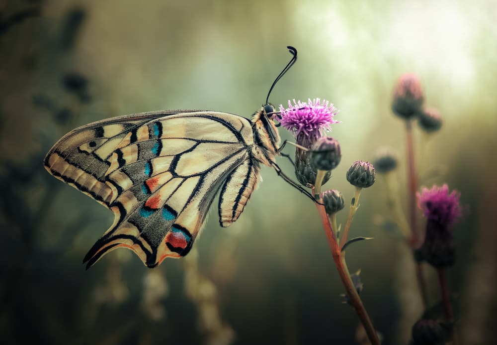 Swallowtail on Purple Flower by Florentin Vinogradof — canvas wall art
