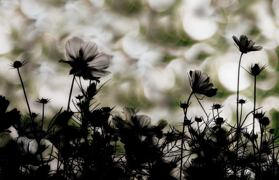 Autumn chorus by Keisuke Ikeda @ blackcoffee — canvas wall art