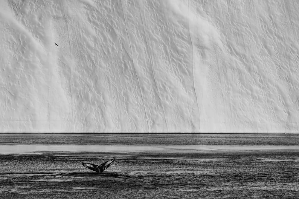 Whale Tail Ice Wall by Marc Pelissier — canvas wall art
