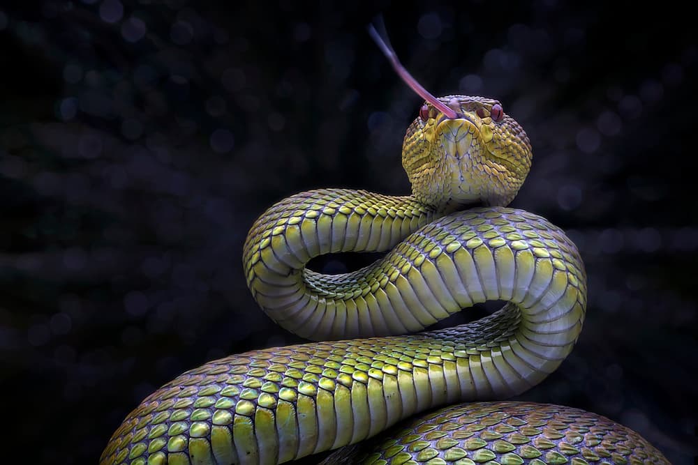 Green Viper Stares by Fauzan Maududdin — canvas wall art