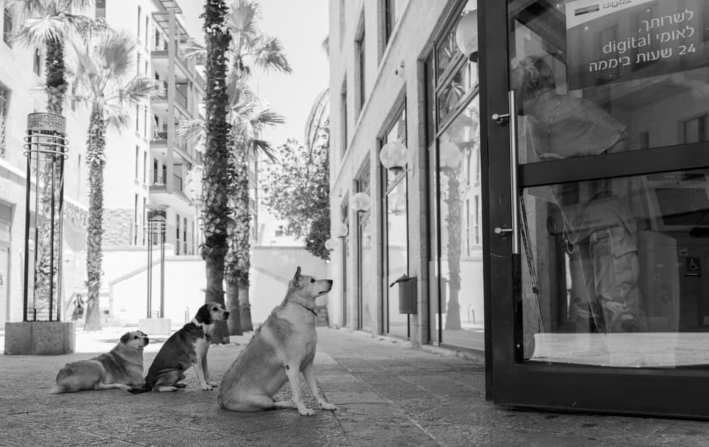 City Dogs Waiting by Shay Lev Ari — canvas wall art