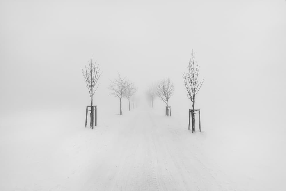 Snowy Avenue Mist by Martin Morávek — canvas wall art