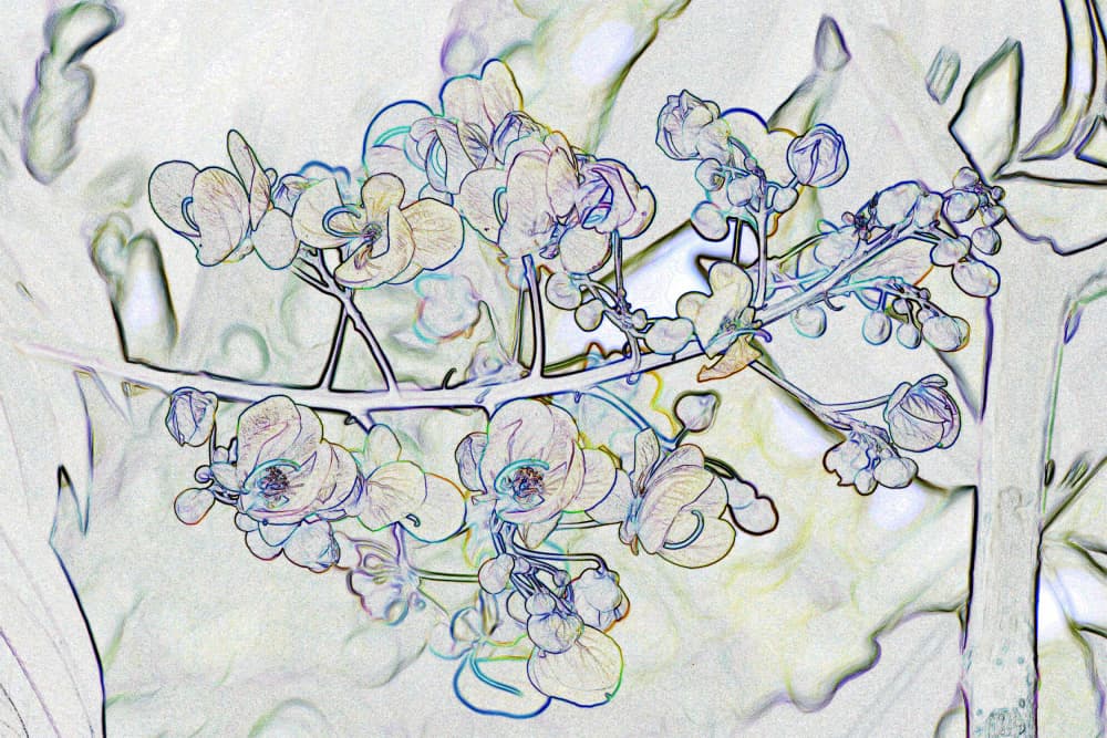 Soft Outline Orchids by Santhosh ch — canvas wall art