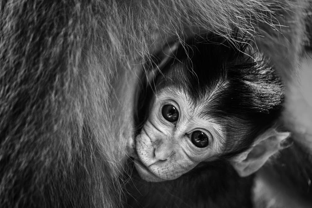 Curious Baby Monkey by Gunarto Song — canvas wall art