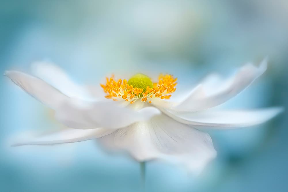 Serene White Bloom by Jacky Parker — canvas wall art