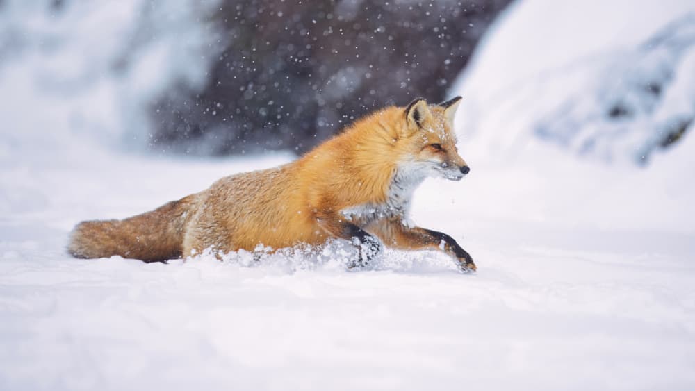 Red Fox Winter Run by Gavin Lam — canvas wall art