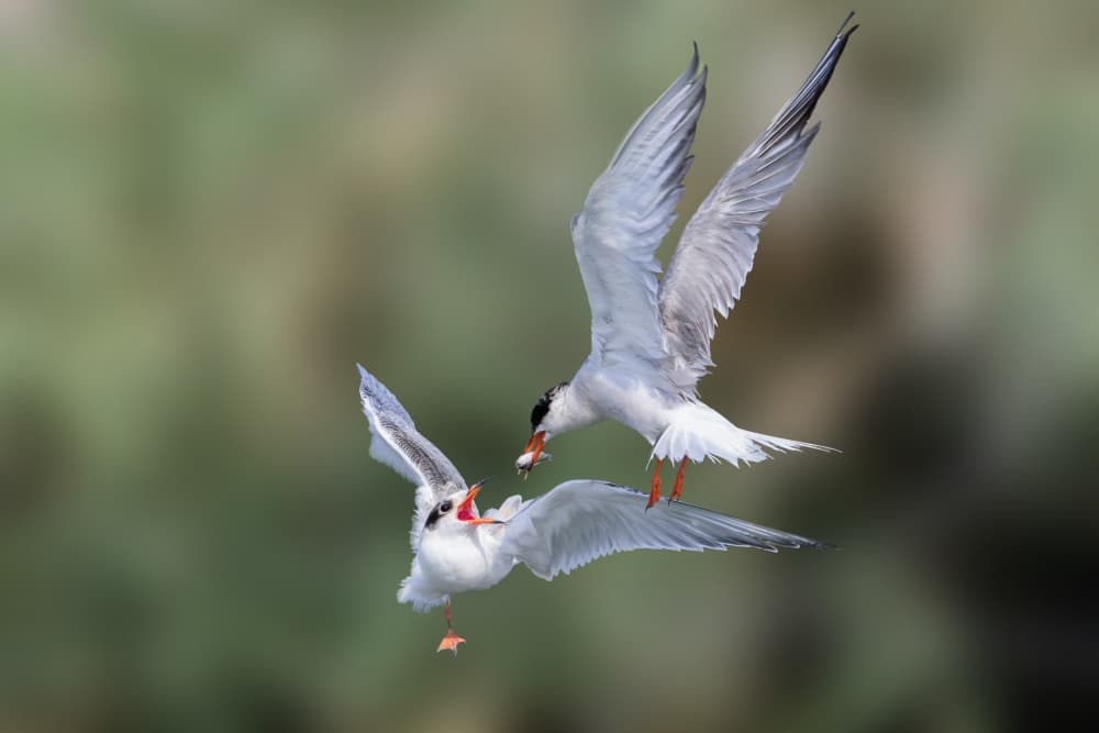 Terns Feeding In Flight by Mallal Moshe — canvas wall art