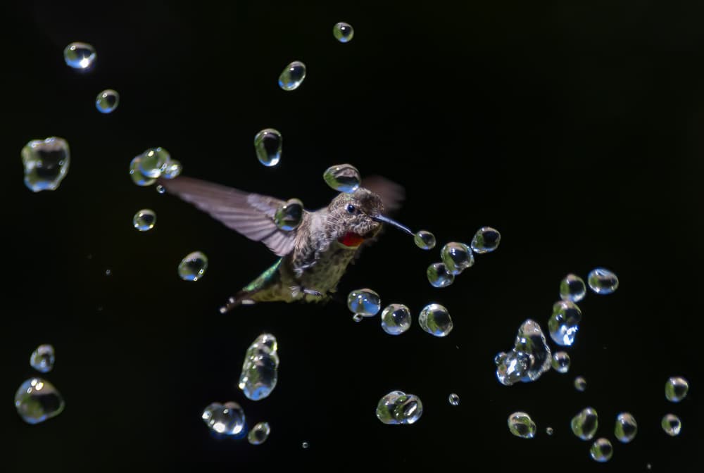 Flying Hummingbird Water Drops by Johnson Huang — canvas wall art