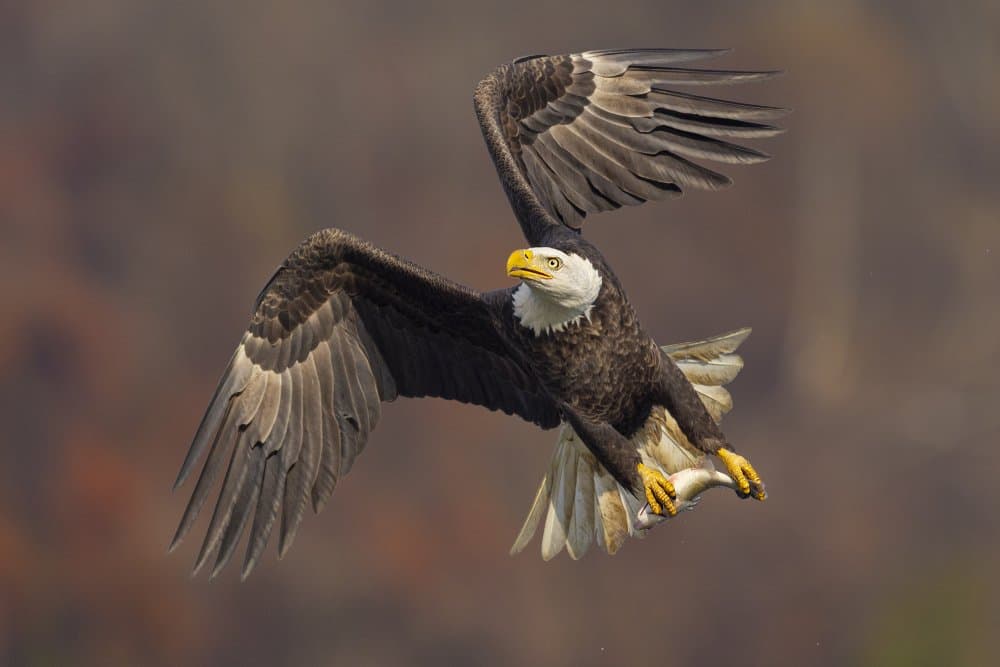 Bald Eagle in Flight by Mountain Cloud — canvas wall art