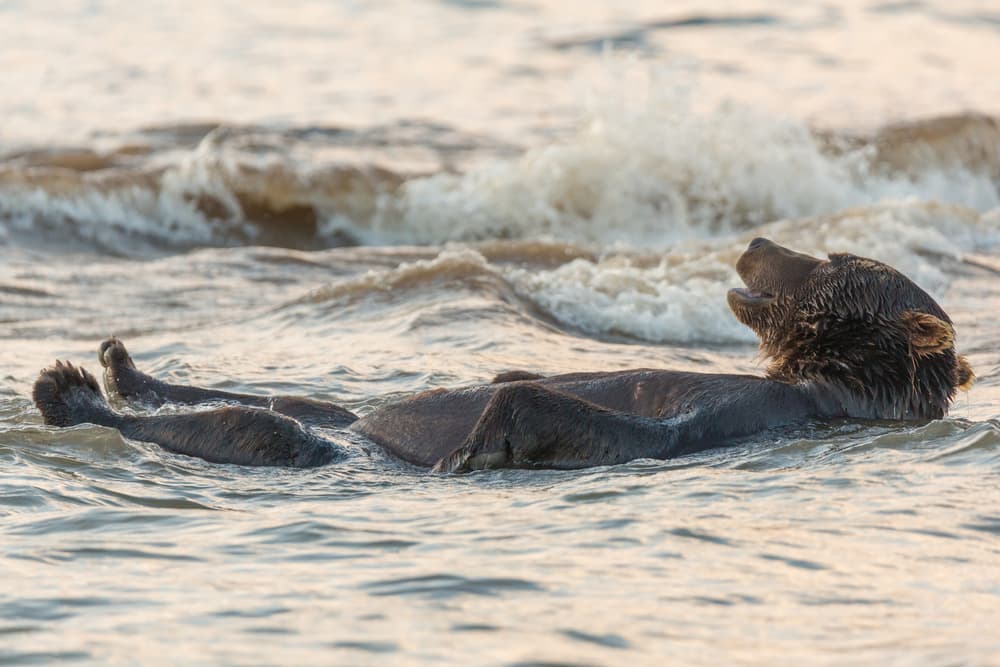 Floating Grizzly Bear by Denis Budkov — canvas wall art
