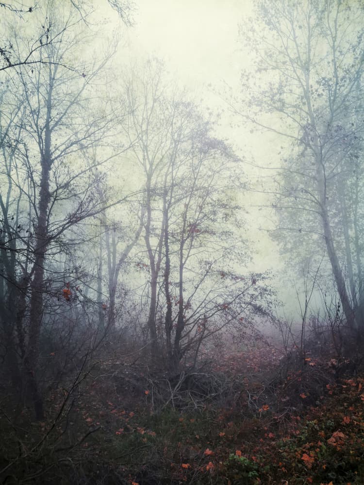 Ethereal Forest Mist by Angelo Cerantola — canvas wall art