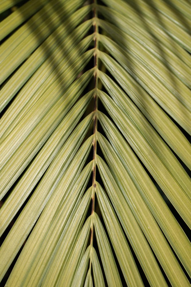 Tropical Leaf Pattern by Henrike Schenk — canvas wall art