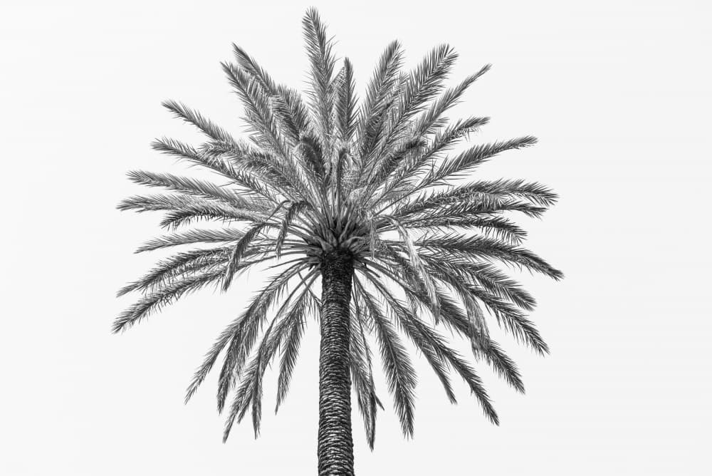 Tropical Palm Silhouette by Photolovers — canvas wall art