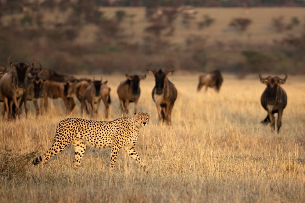 Wild Cheetah And Wildebeest by Renee Doyle — canvas wall art