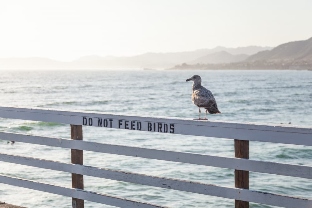 Do not feed birds by Mareike Böhmer — canvas wall art
