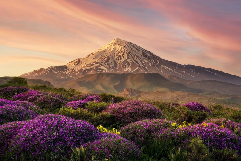 Snowy Peak Flower Field by Hamed Qane — canvas wall art