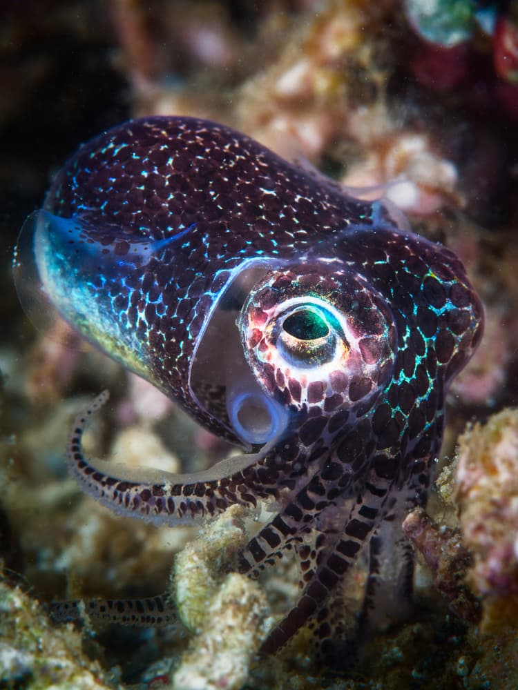 Vibrant Pygmy Squid by Barathieu Gabriel — canvas wall art