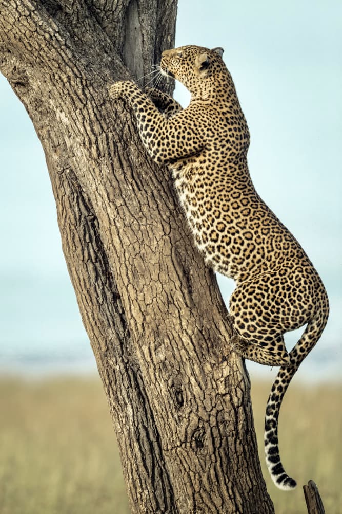 Wild Leopard Climbs Tree by Roshkumar — canvas wall art