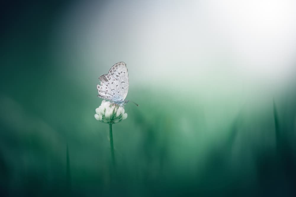 Delicate Butterfly Bloom by Takashi Suzuki — canvas wall art