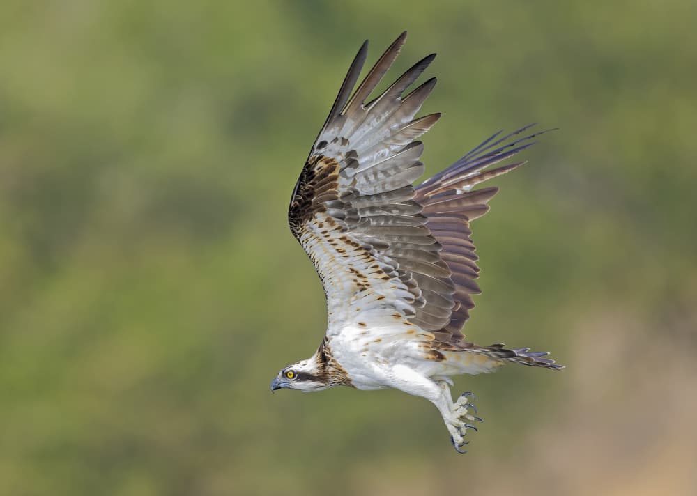 Graceful Osprey Flight by Shlomo Waldmann — canvas wall art