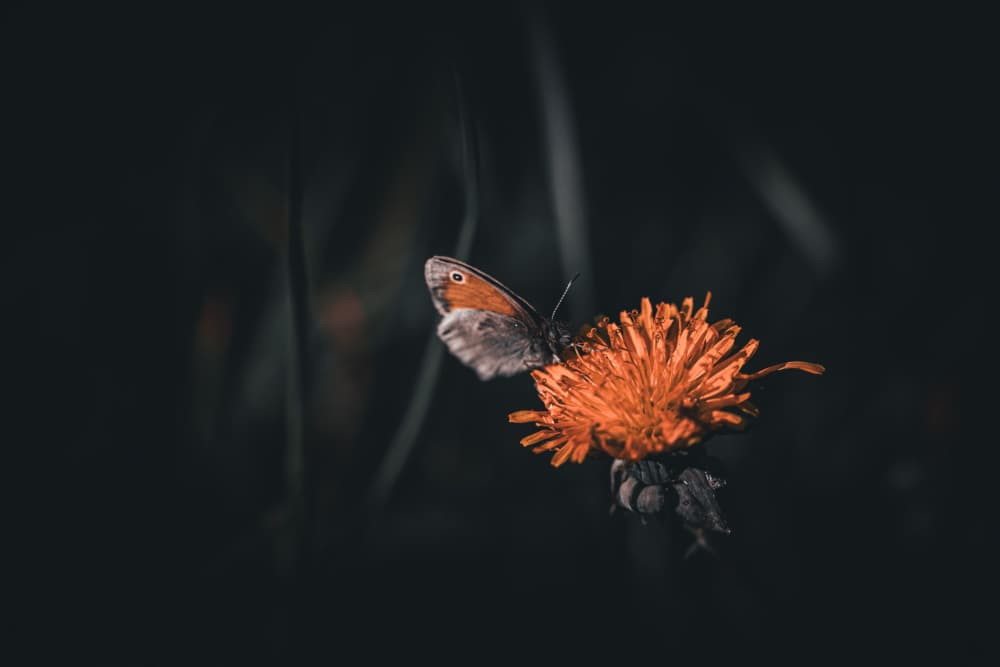 Orange Butterfly Bloom by Foto Tinca — canvas wall art