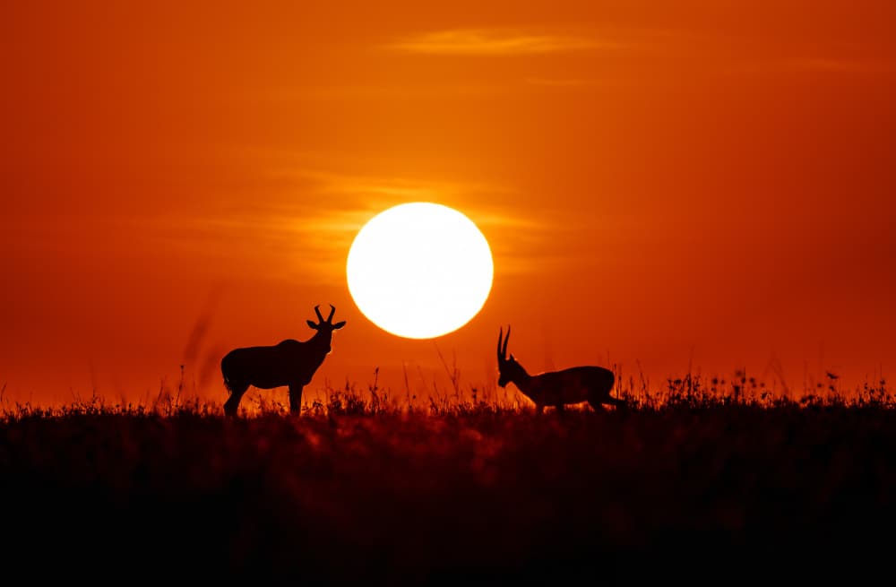 African Sunset Wildlife by Lisa D. Tang — canvas wall art