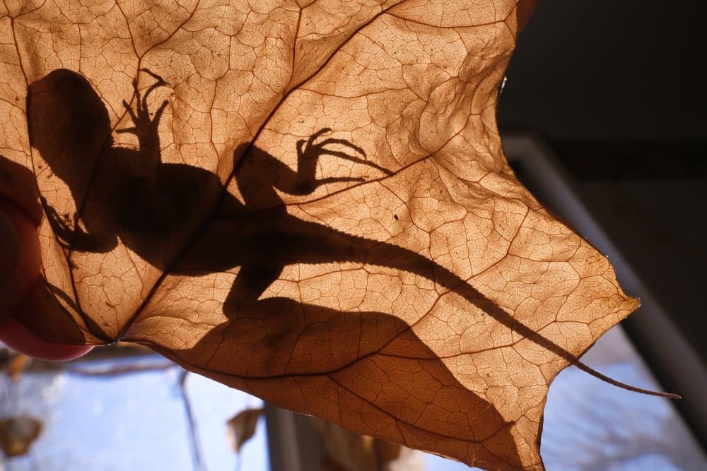 Golden Lizard Silhouette by Sydney Harter — canvas wall art