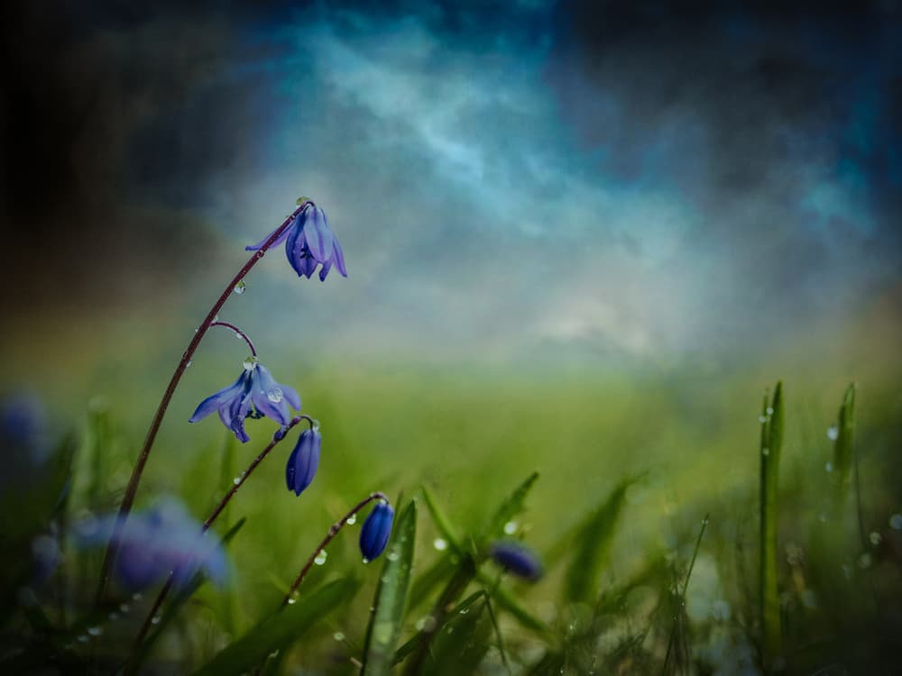 Dewy Blue Flowers by Åsmund Kværnstrøm — canvas wall art
