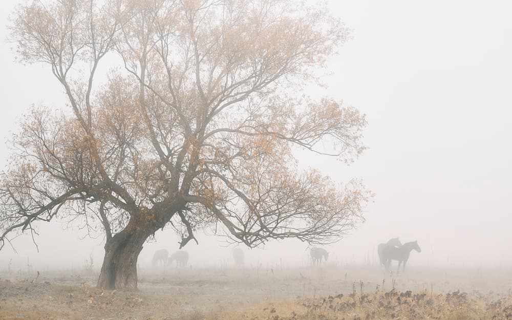 Misty Autumn Horses by Pawel Kado — canvas wall art